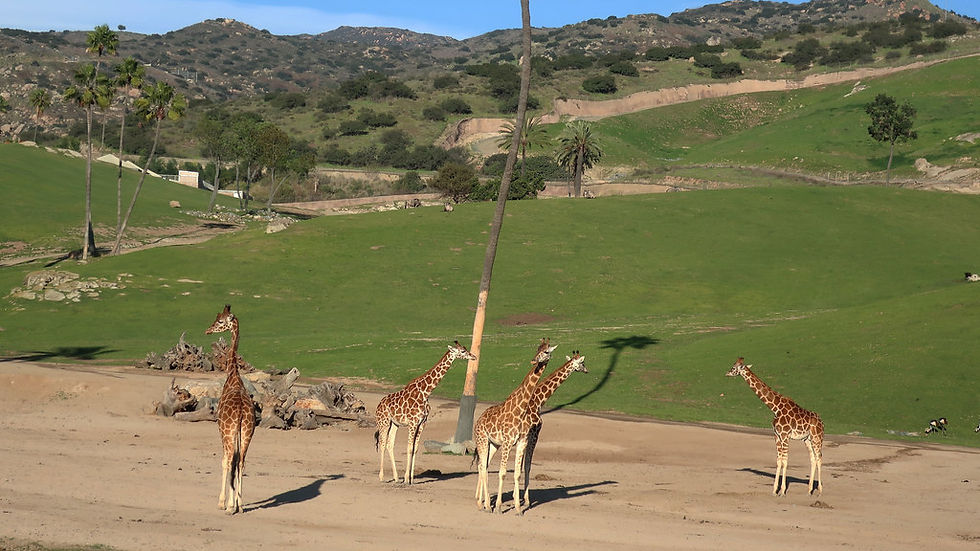 Rothschild's giraffes on the African Plains at the San Diego Zoo Safari Park