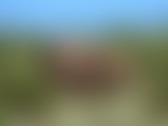 elephant family in the grasslands in Africa