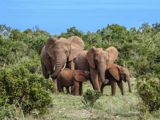 elephant family in the grasslands in Africa