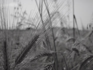 Paraquat