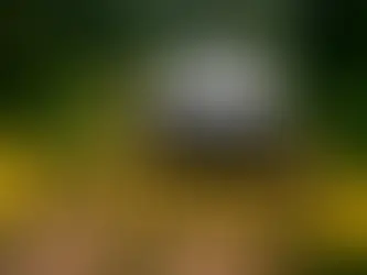 Hallan fosa clandestina donde habrían asesinado a la maestra Irma Hernández en Veracruz