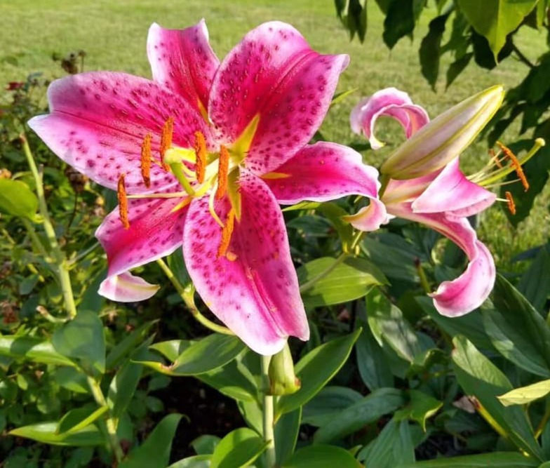 Grow to Your Fullest - Nurture Your Growth and Resilience