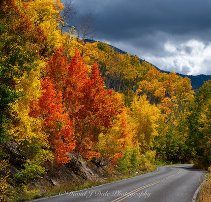 Deep red and yellow aspen trees in the peak of fall season on a windy road with dark storm clouds above.