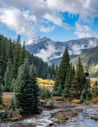 Mountains with morning mist in the distance with a stream winding through a group of fir trees in the valley.