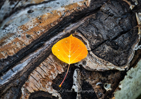 Single fallen orange aspen leaf on a log in the forest with dew drops on the leaf.