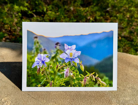 Colorado Columbine on Ice Lake Trail at sunrise