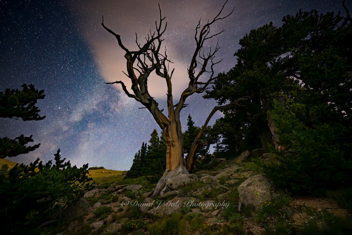 Solitary Bristlecone Pine on a dark starry night with Milky Way and a single wandering cloud