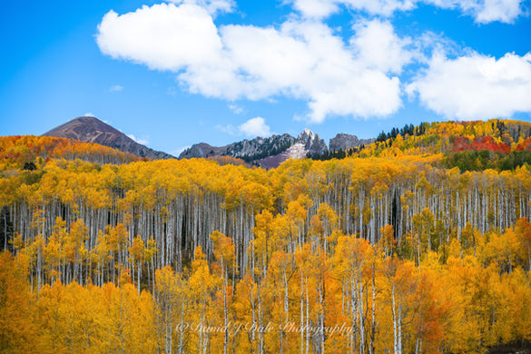 Towering yellow and golden aspen trees fill the landscape along the beautiful Kebler Pass road.