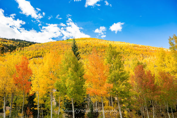 Six aspen trees in a row each showcasing a different fall color while the background is a vast sea of golden yellow aspens covering the hillside.