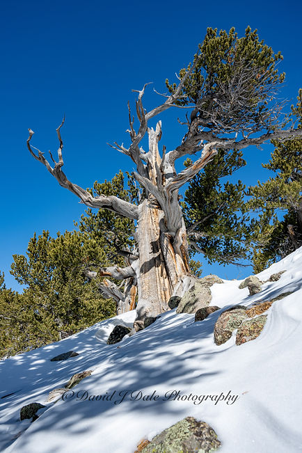Ancient twisted Bristlecone Pine tree on mountain covered with snow and brilliant blue sky
