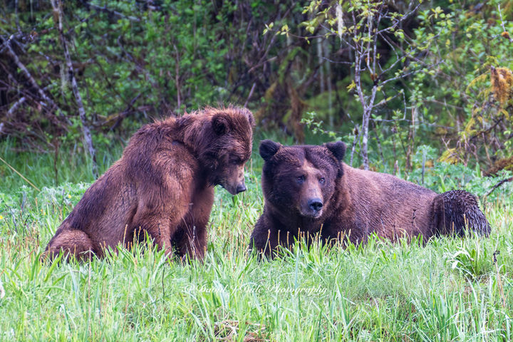 Grizzly Bears of great bear rainforest;  Grizzly mating;  Male and female grizzly in khutzeymateen British Columbia