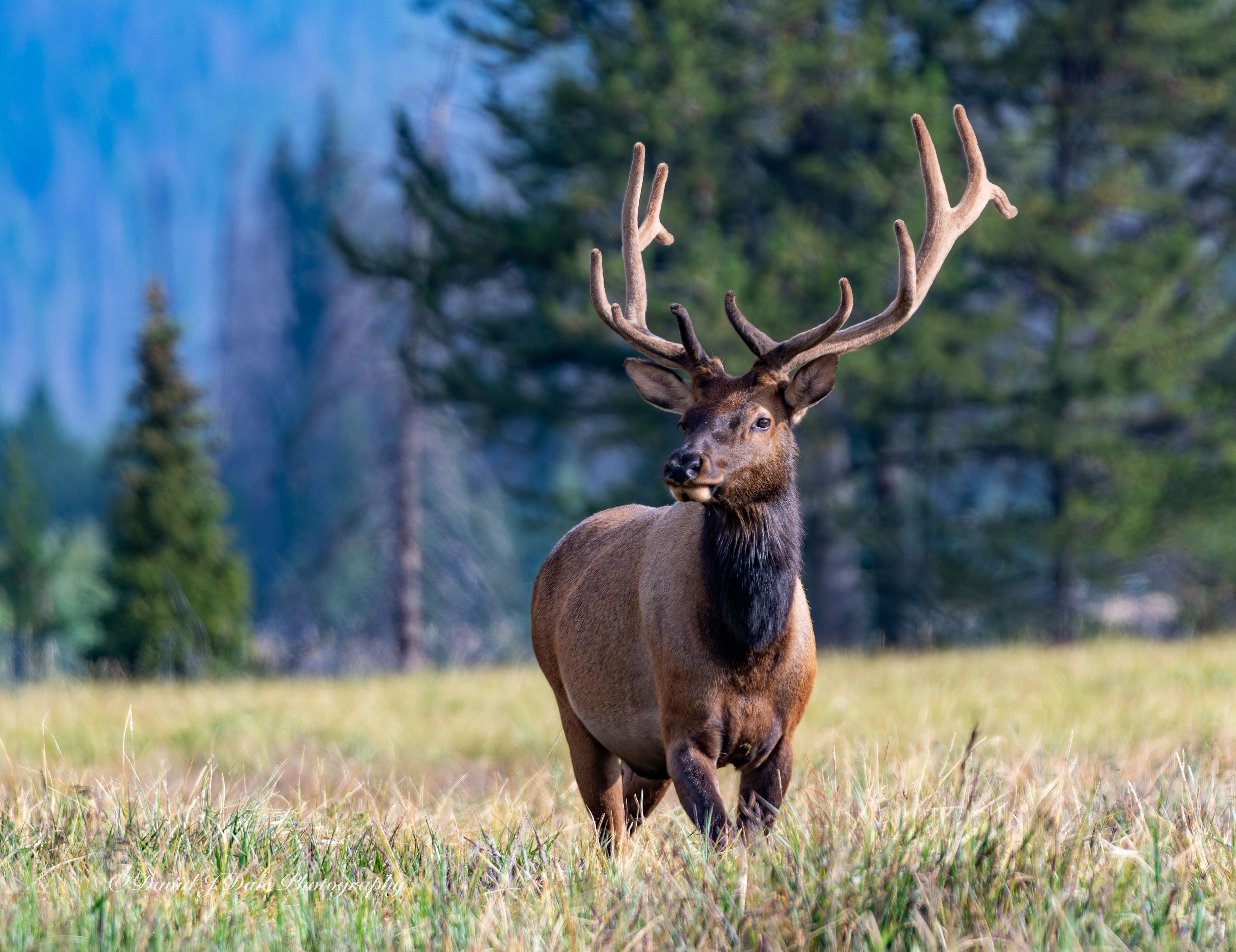 Rocky mountain bull elk in meadow with nice antlers in velvet