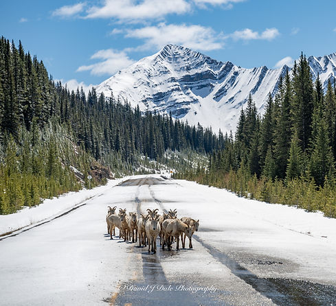 Group of mountain goats standing together on a snow covered road with a large snow covered mountain, lush forest, and blue sky in background.