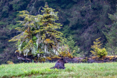 Grizzly Bear in Great Bear Rainforest in Khutzeymateen; Grizzly Bears of British Columbia
