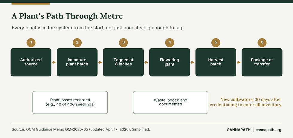 Flow diagram of a cannabis plant's path through Metrc in Minnesota, from authorized source to immature plant batch, tagging at eight inches, harvest batch, and package.