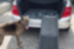 Senior dog with hind limb weakness standing next to a silver car with a dog mobility ramp going into the boot of the car for easy access.