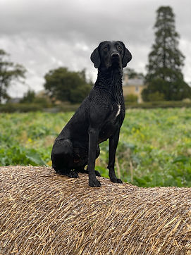 Fern out working after warming up on the Canissage bed