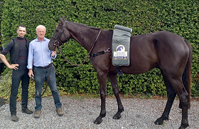 Niagara Equissage | Equine Massage Therapy Equipment for Horses Niagara Equissage | Equine Massage Therapy Equipment for Horses