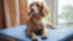 Thumbnail: Canissage Dog Bed - Mains Powered