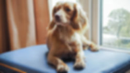 Canissage Dog Bed - Mains Powered