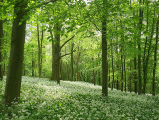 Foodie Friday: Wild Garlic Pesto