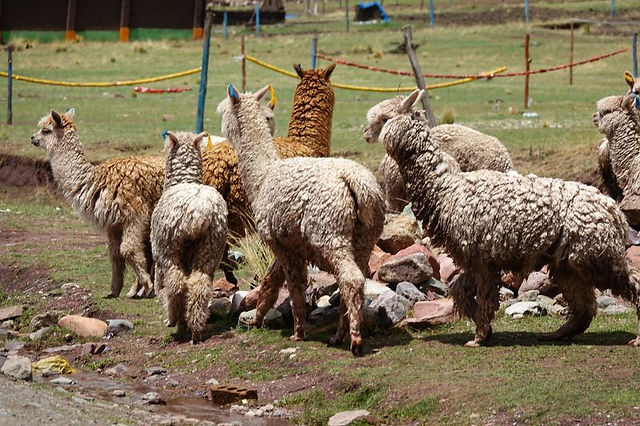 DSC04956 - Copie