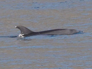 Playa Juncalito - Baja California