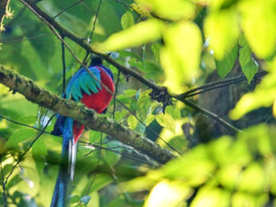 Refugio del Quetzal - Quatemala