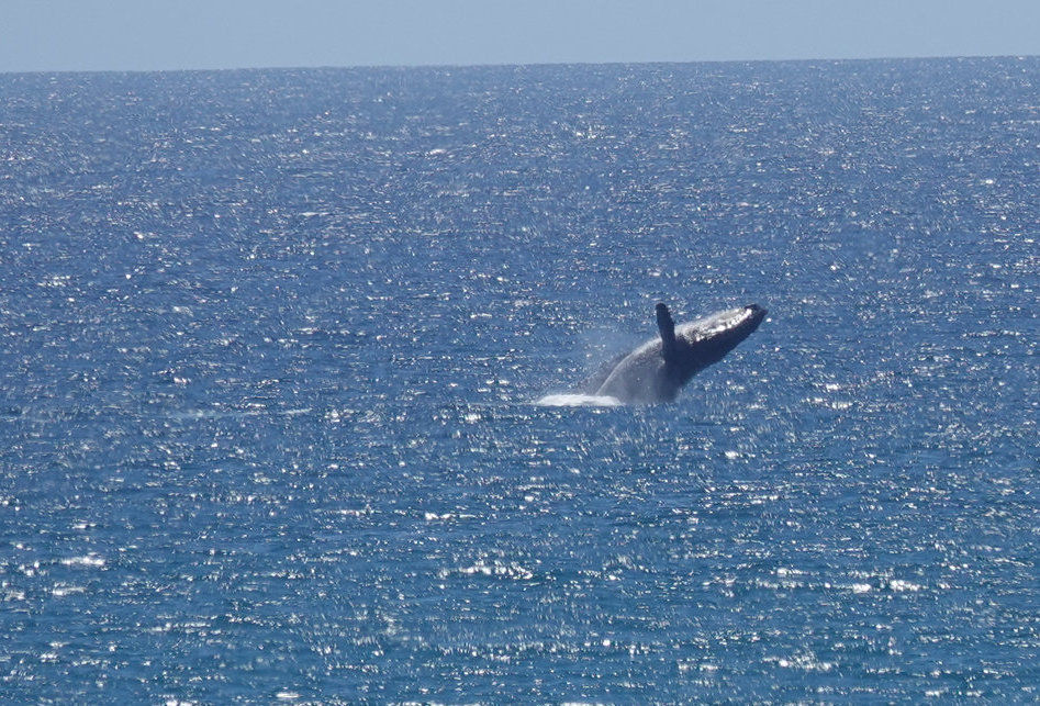 Cabo San Lucas 1 - Baja California