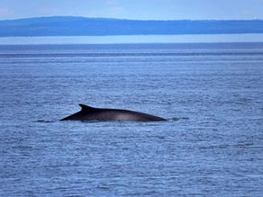 Route des Baleines