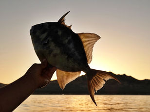 Los Frailes - Baja California