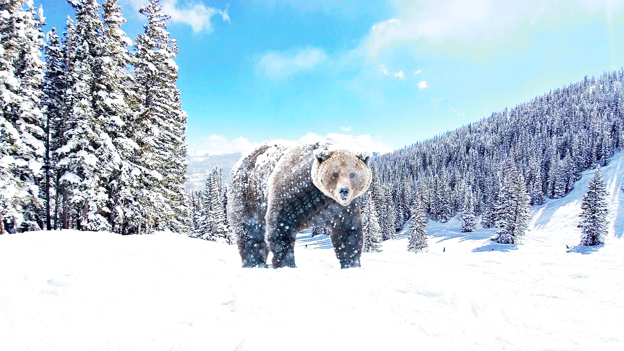 BEAR-GIF.gif