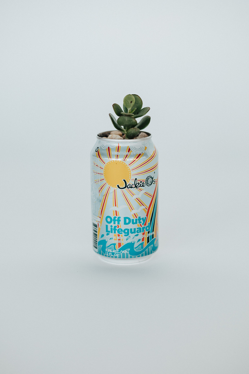 Thumbnail: Jackie O's 'Off Duty Lifeguard' x Crassula ovata 'Baby Jade'