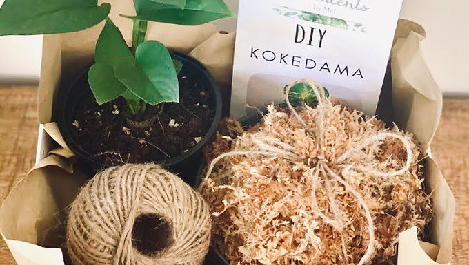 Kokedama Kit