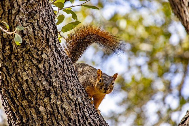 squirrel-3847046_1920.jpg