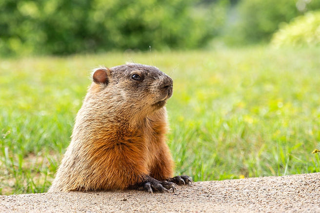 groundhog-4688628_1920.jpg