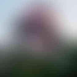 Wat Samphran Pink Dragon Temple