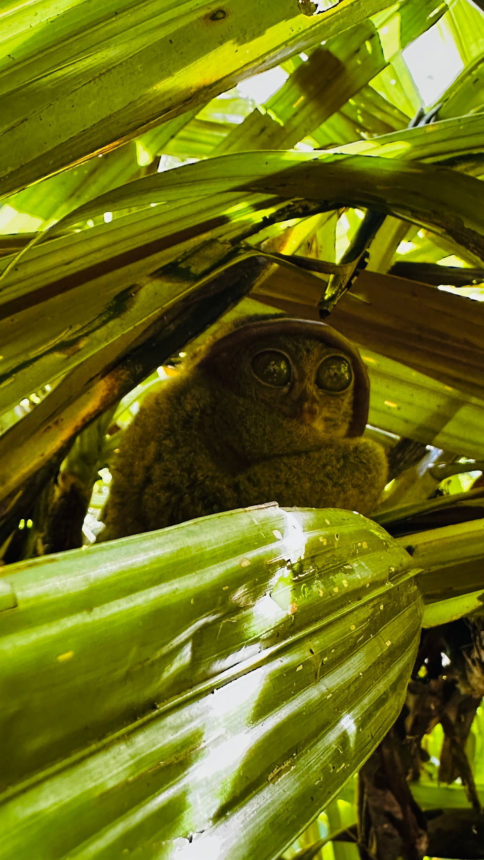 Tarsier Sat in The Green Tree