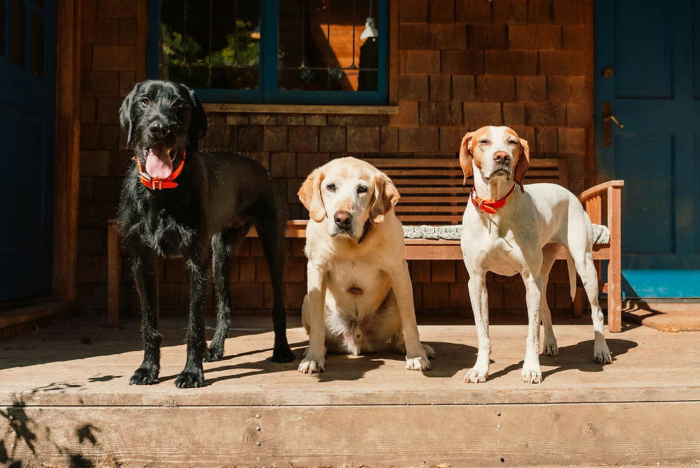 Hundebetreuung