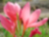 Schizostylis coccinea