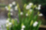 Leucojum aestivum
