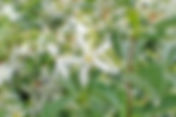 Trachelospermum jasminoides