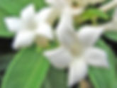 Stephanotis floribunda