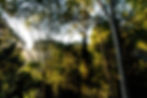Sunlit forest canopy with tall trees, green foliage, and a metal walkway. Warm sunlight creates a serene, natural ambiance.