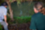 Two people watch a platypus swim in a green pond, surrounded by grass and trees, creating a serene natural setting.