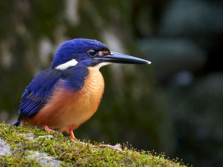 An Azure Kingfisher perched on a mossy branch