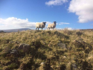 The world of Sheep!