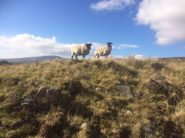 Two curious sheep in the Wicklow Mountains