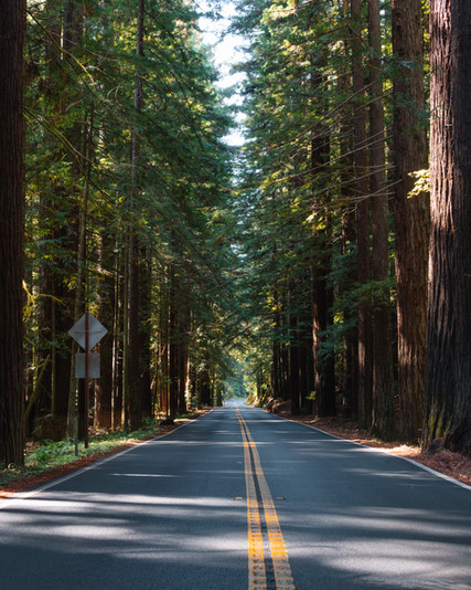 Navarro River Redwoods State Park road
