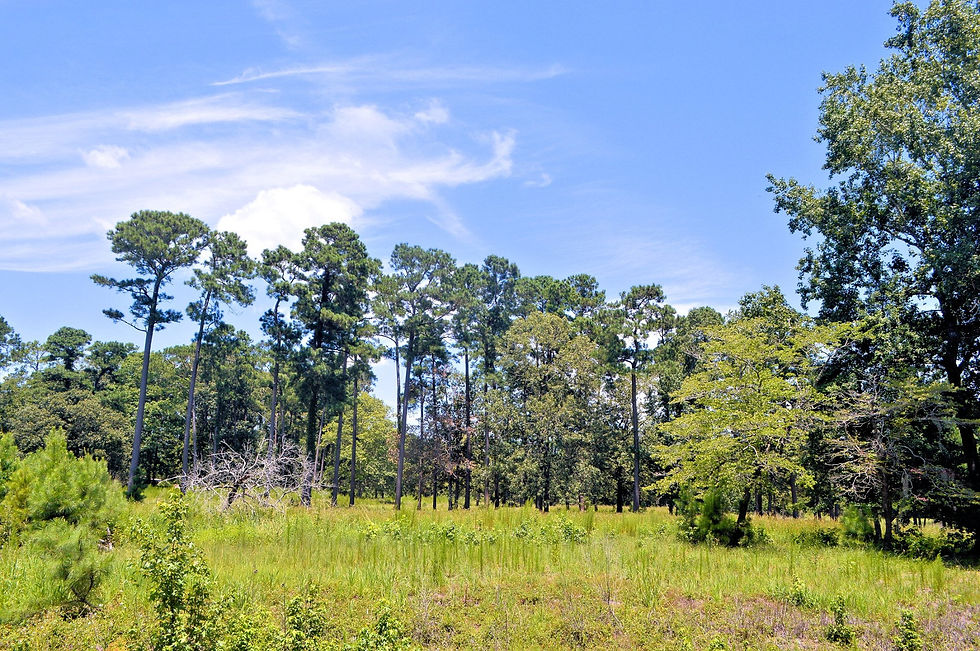 Island Green's Nature